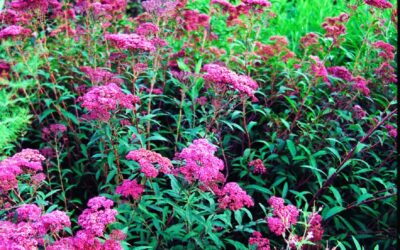 À quoi sert un logo et une charte graphique ?