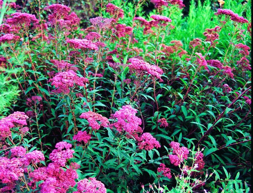 À quoi sert un logo et une charte graphique ?